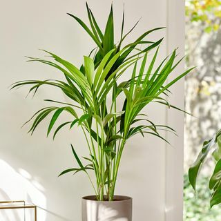 80 cm Kentia Palm - Howea Forsteriana