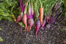 9 koraka za stvaranje jestivog vrta