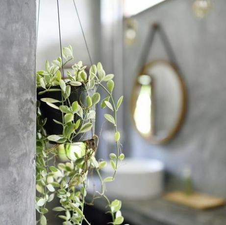Viseće biljke u luksuznoj betonskoj kupaonici
