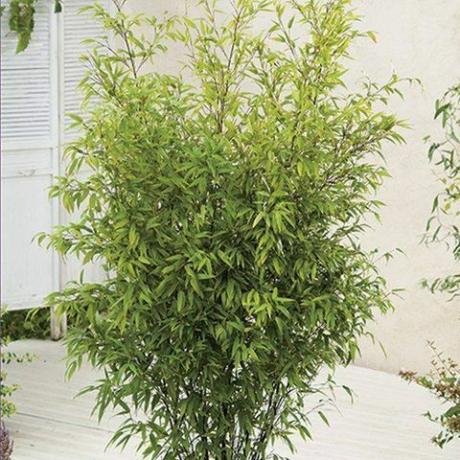 4ft crni bambus | 10L lonac | Phyllostachys nigra