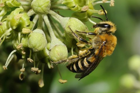 Pčela na bršljanovim cvjetovima