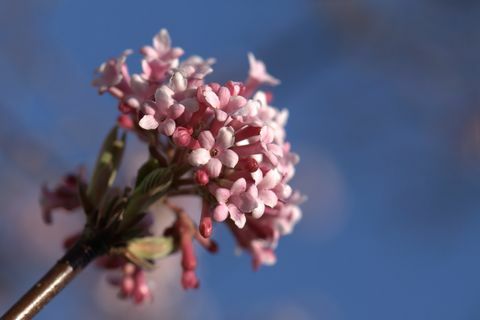 ružičasti cvjetovi Viburnum x bodnantense Dawn
