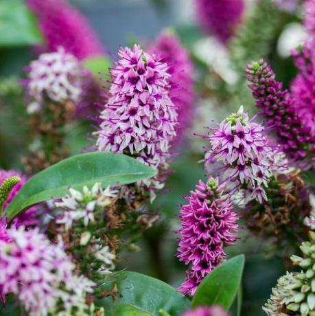 hebe hebedonna nikka je zimzeleni grm, biljka iz obitelji plantaginaceae cvjetni grm veronika cvjeta ružičastim magenta cvjetovima, zelenim listovima, okomito