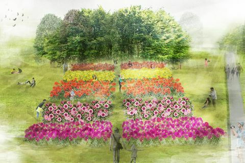 Ilustracija Dahlije za RHS Flower Show Tatton Park 2019