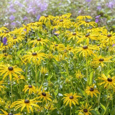 prekrasno ljetno cvjetanje, žuta rudbeckia fulgida var sullivantii 'goldsturm' crnooki susan cvjetovi