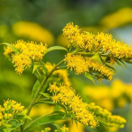 solidago canadensis kanadski zlatnik žuto ljetno cvijeće ljekovita biljka