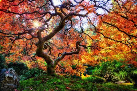 prekrasni jesenski pejzaži: japansko vrtno stablo, portland, oregon