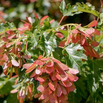 Acer ginnala 'Bailey Compact'