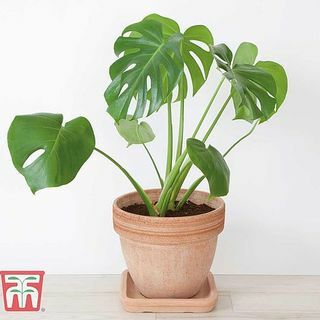 Monstera deliciosa, švicarska biljka sira