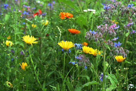 Kukuruz, bora, mak, neven i ostale divlje cvjetove na ljetnoj livadi