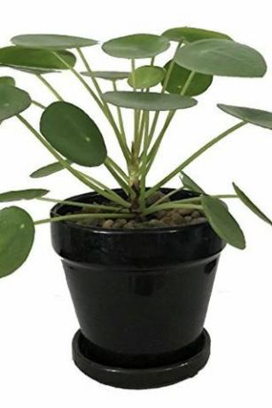 Pilea peperomioides, lonac od 4 inča