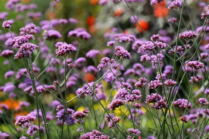 verbena bonariensis vrtna biljka, idealna za kontejnere