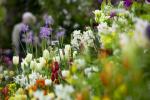 Tajni savjet RHS Flower show vrtlari koriste kako bi im cvijeće procvjetalo po naredbi