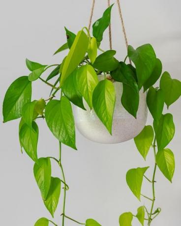 trailing plant devils bršljan golden pothos sobna biljka vinova loza u visećoj posudi