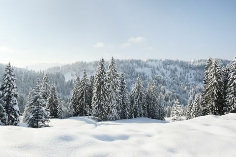 Snijegom prekriveni krajolik i zimzelene biljke u Njemačkoj