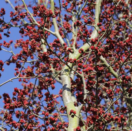 perzijsko željezno drvo, parrotia persica drvo