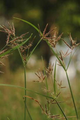 nutsedge