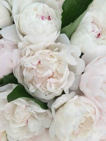 Peonies