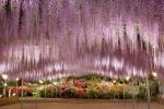 Ovaj park cvijeća najčarobnije je odredište za zaljubljenike u wisteria