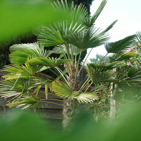 mediteranska lepezasta palma chamaerops humilis palme