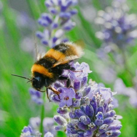 pčela skuplja nektar iz lavande pčela će se također prekriti peludom i prenijeti na druge biljke dok se hrani