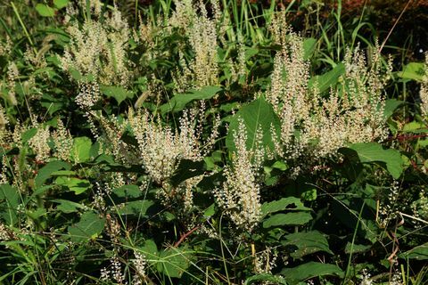 Japanski knotweed