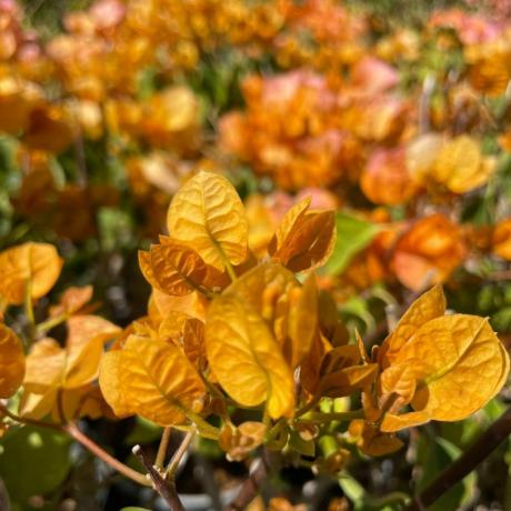 Loza bougainvillea žute nijanse