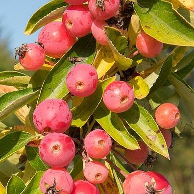 Crab Apple 'Adirondack'