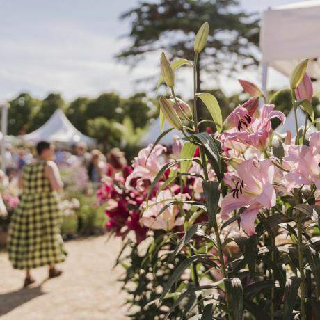 posjetitelji koji kupuju u selu biljaka na rhs hampton court cvijeću nakon radnog vremena