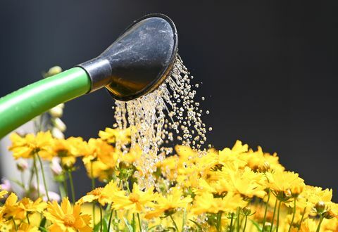 25. lipnja 2019., Baden Wuerttemberg, Freiburg, vrtlar zalijevajući cvijeće tržnica katedrale s lipom za fotografiranje patrick seegerdpa fotografija patrick seegerpicture savez putem gettyja slika