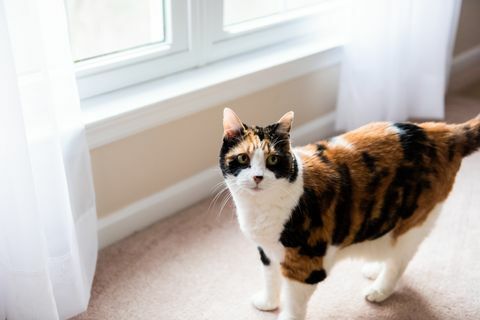 Lice ženskog mačja mačka stoji gledajući kroz prozor na pod tepiha spavaće sobe i zavjese
