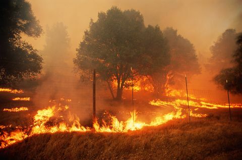 nestašica drva, šumski požari u okrugu Sonoma, Kalifornija, SAD