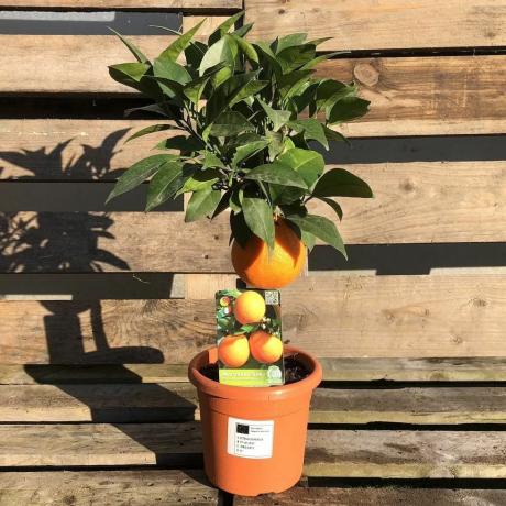 Mini narančasto stablo citrusa