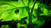 Zeleni planet: 5-dijelna serija o biljkama Davida Attenborougha na BBC-u