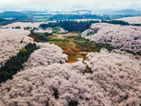 Drveće trešanja na farmi Pingba u Guiyangu, kineska provincija Guizhou