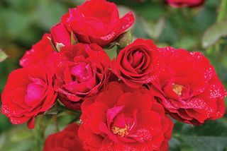 Cherry Frost ™ penjačka ruža