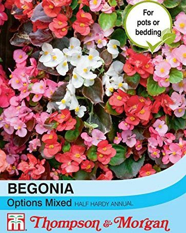 Mješovite mogućnosti Begonia Semperflorens