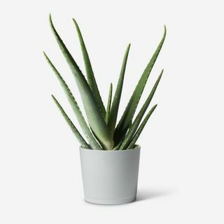 Biljka Aloe Vera