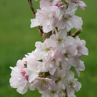 Prunus 'Amanogawa' japanska cvjetajuća trešnja
