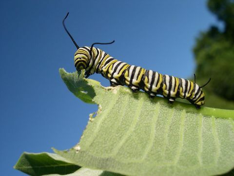 gusjenica monarha