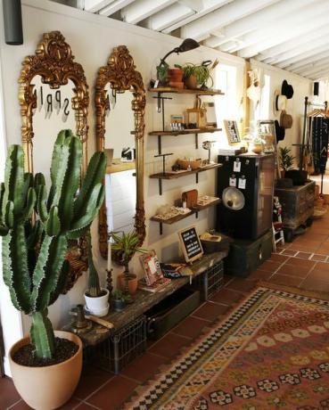 kaktus, soba, dizajn interijera, zgrada, drvo, biljka, kuća, sukulentna biljka, keramika, sobna biljka, 