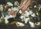 Aukcija Sotheby za najveću mačku na svijetu