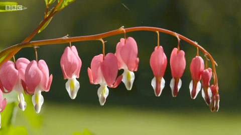 krvava srčana biljka koja raste u rachel de thames vrtu chelsea show cvijeta 2020. godine