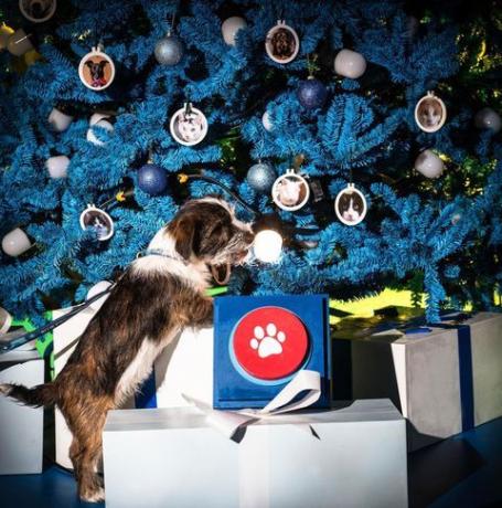 Dobrotvorna organizacija Blue Cross lansirala je prvo svjetsko božićno drvce sa donacijama