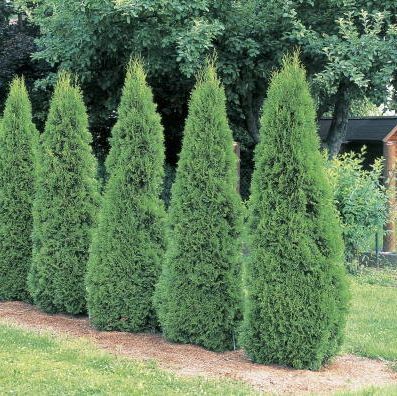 stabla arborvitae