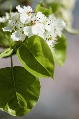 Kruška, kalenska kruška lusterica, Pyrus calleryana Chanticleer, bijeli cvjetovi na stablu.