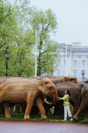 slonovi iz Buckinghamske palače