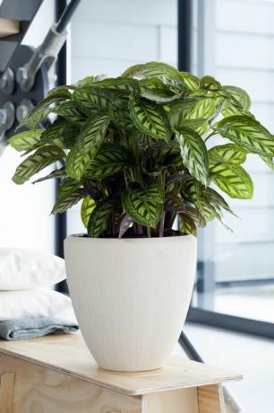 Vrtni centri Wyevale Calathea, 14,99 £