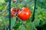Aspirin sprječava nastanak bljeska u biljkama rajčice