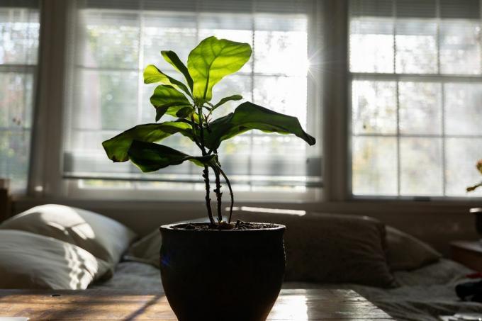 fiddle leaf fig sobna biljka u saksiji na drvenom stolu ispred prozora